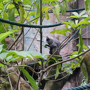 Indo-Chinese silver langur