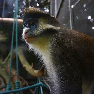 Red-tailed monkey