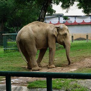 Asian elephant