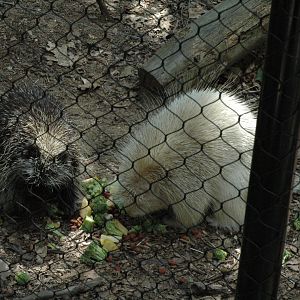 Maine Wildlife Park 2010 Porcupines
