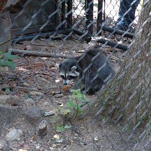 Maine Wildlife Park 2010 Raccoon