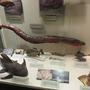 freshwater fish of Brazil