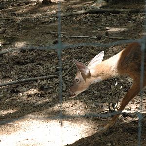 Maine Wildlife Park 2010 Deer