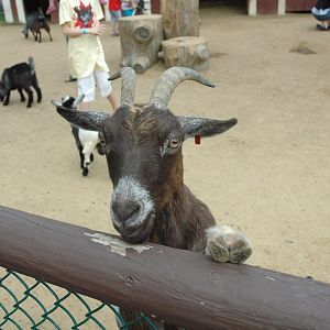 Yorks Wild Kingdom 2010 Goat Petting Area