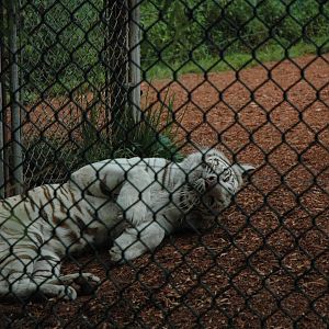 YWK 2010 Famous White Tiger