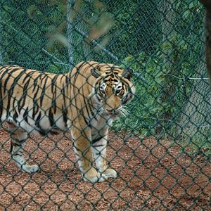 YWK 2010 Siberian Tiger