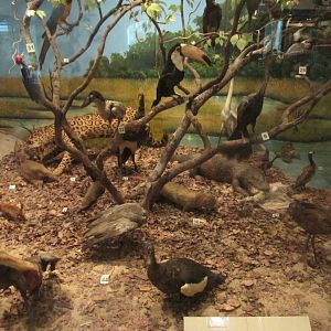 Brazilian species diorama 2