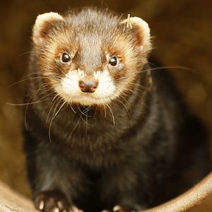 European Polecat