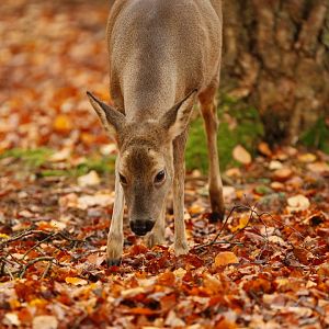 Eurasian Roe Deer