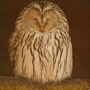 Western Ural Owl