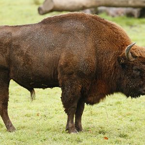 Wisent