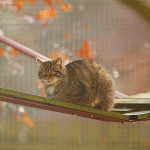 Scottish Wild Cat
