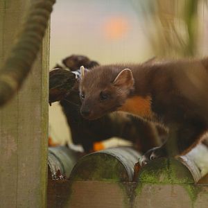 Pine Marten