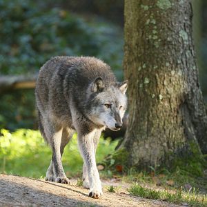 European Wolf