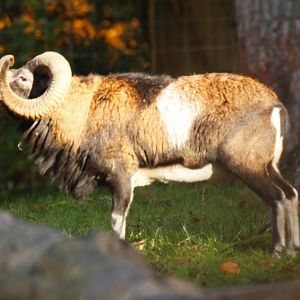 Mouflon