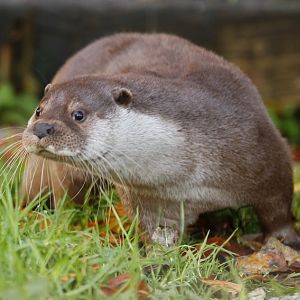 Eurasian otter