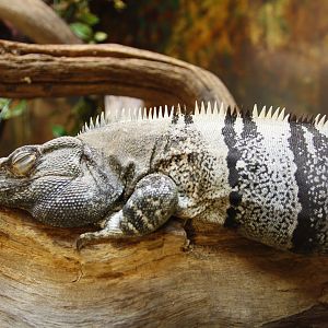 Ctenosaura hemilopha?