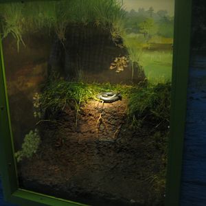 Museum für Natur und Umwelt - Diorama example