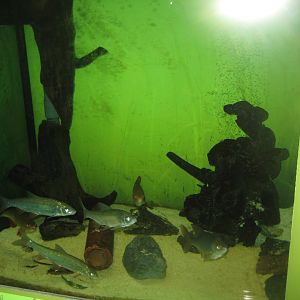 Museum für Natur und Umwelt - Fish tank