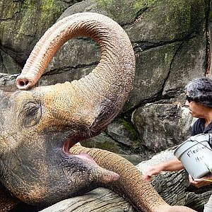 Zoo Tours: Elephant Reserve