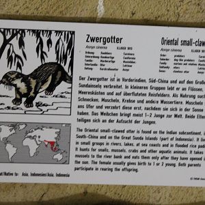 Sign Small-clawed otter