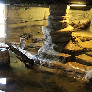 Enclosure Small-clawed otter