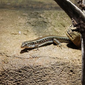 Yellow-throated plated lizard