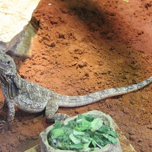 Frill-necked lizard