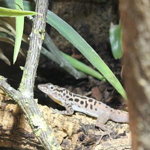 Saba anolis - Anolis sabanus