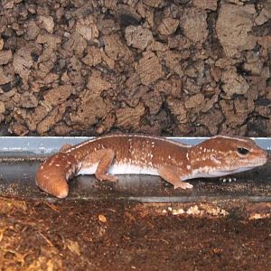 African fat-tailed gecko