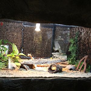 Enclosure African fat-tailed gecko