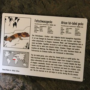 Sign African fat-tailed gecko