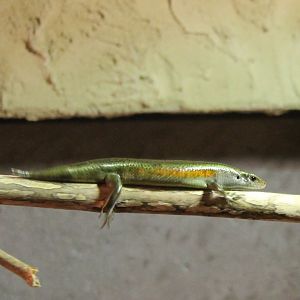 Bronze skink