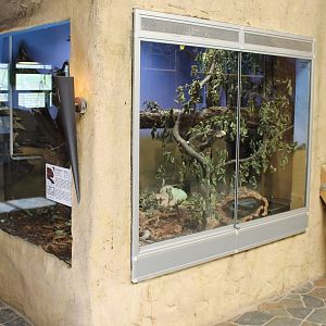 Enclosure Dumeril's boa