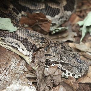 Dumeril's boa