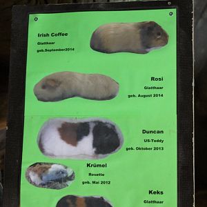 Guinea-pig name-sign