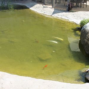 Koi-pond