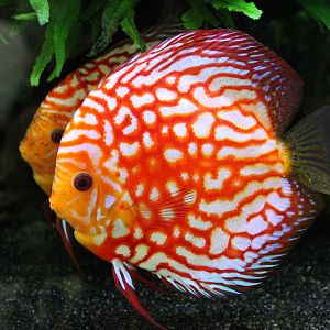 Discus