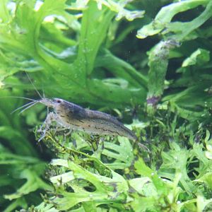Freshwater shrimp