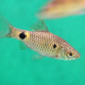 Barbus ticto