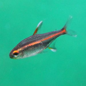 Hemigrammus erythrozonus