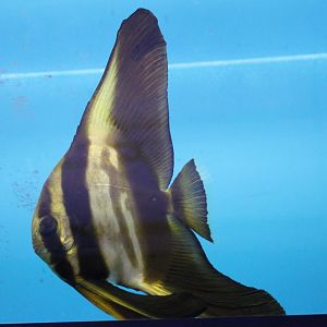 Bat-fish - Platex teira