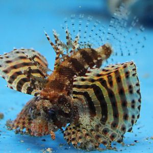 Dendrochirus brachypterus