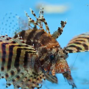 Dendrochirus brachypterus