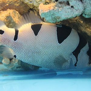 Pogonoperca punctata