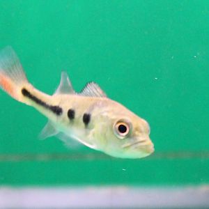 Cichla ocellaris