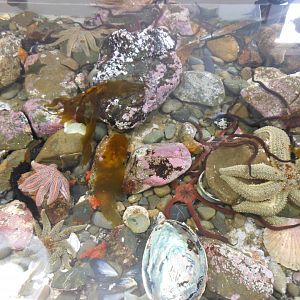 Touch pool inhabitants