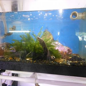 Olive Rockfish (Acanthoclinus fuscus)