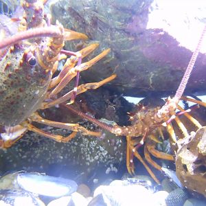 Red Crayfish (Jasus edwardsii)