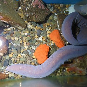New Zealand Hagfish (Eptatretus cirrhatus)